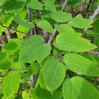 Thalictrum rochebrunianum var. grandisepalum